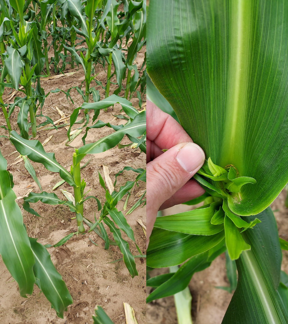 Sweet corn damage from deer